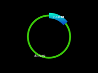 环形分布 [饼图]